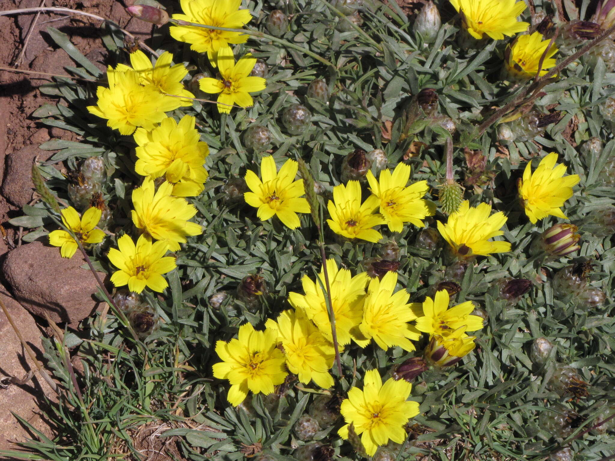 Image of Catananche caespitosa Desf.