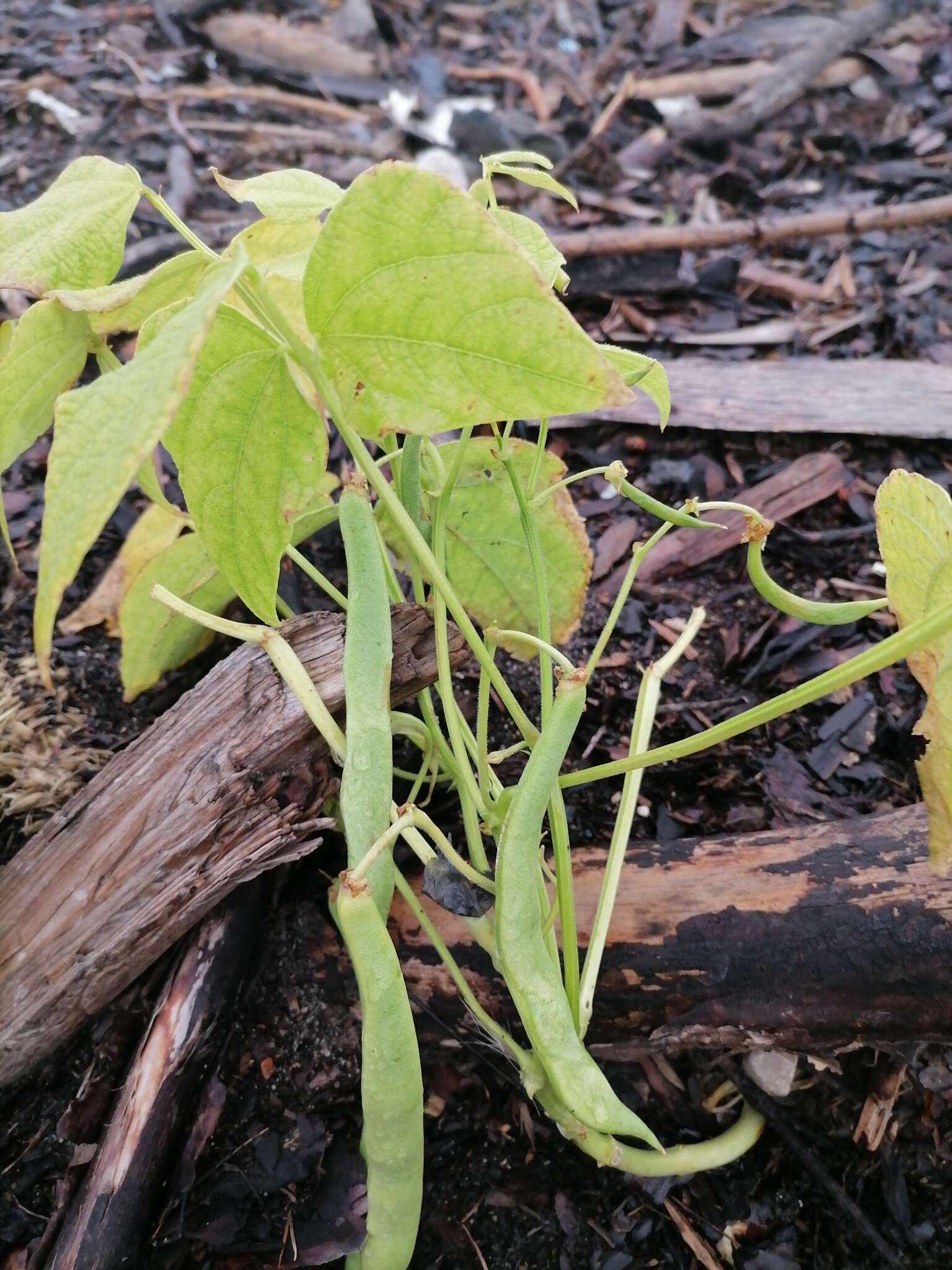 Image of kidney bean