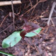 Image of Three-horned bird orchid