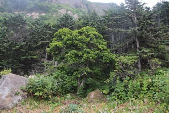 Image of Acer pictum subsp. mono (Maxim.) H. Ohashi