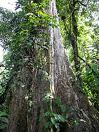 Image de Terminalia oblonga (Ruiz & Pav.) Steud.