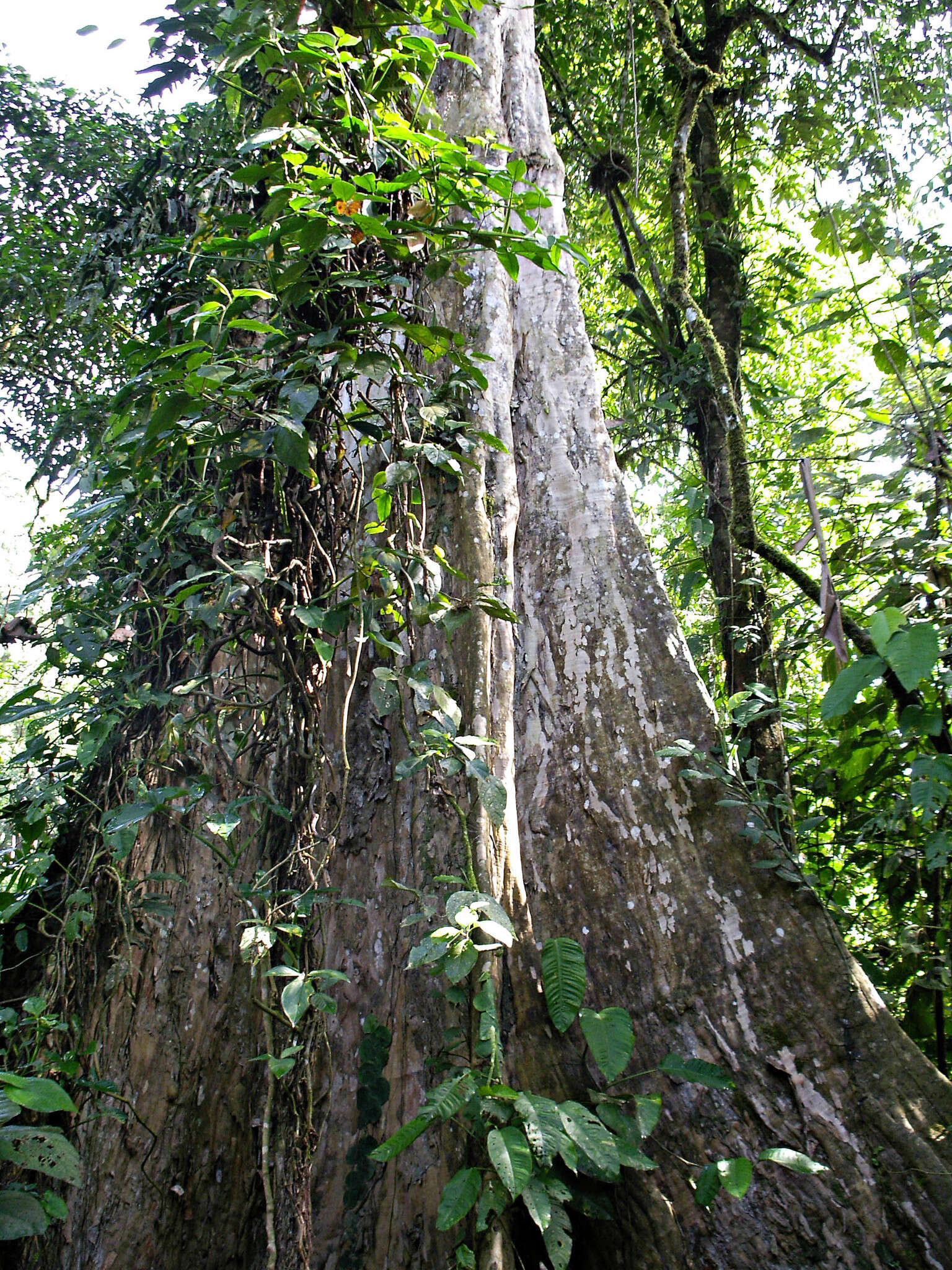 Image of Peruvian almond