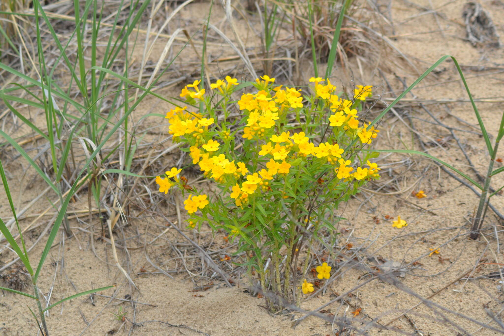 Image of Carolina puccoon