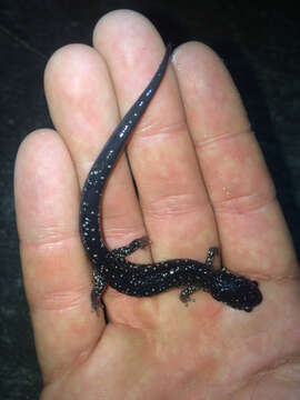 Image of Western Slimy Salamander