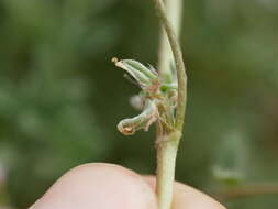 Imagem de Astragalus tribuloides Delile