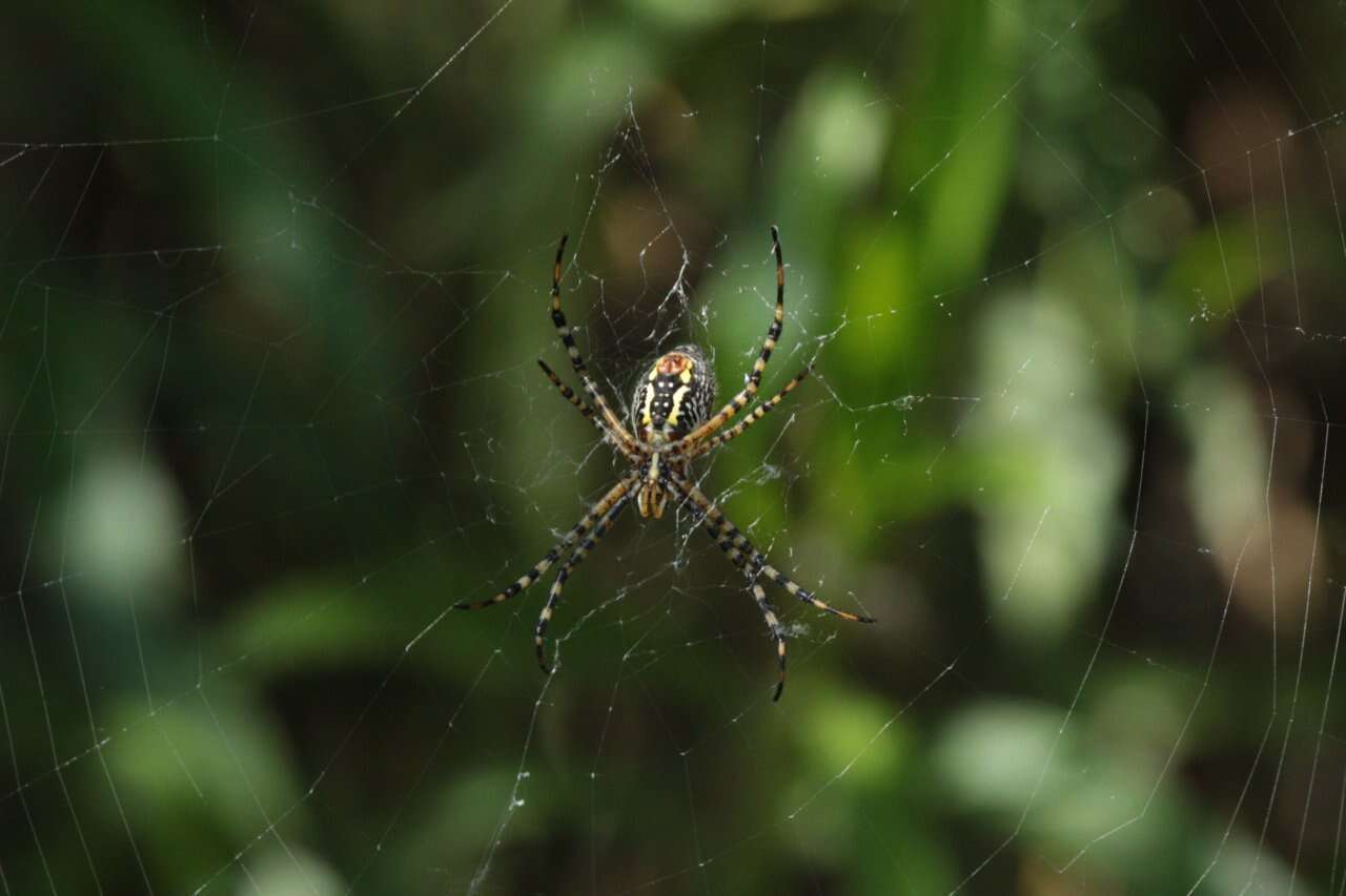 Image of Banded Argiope