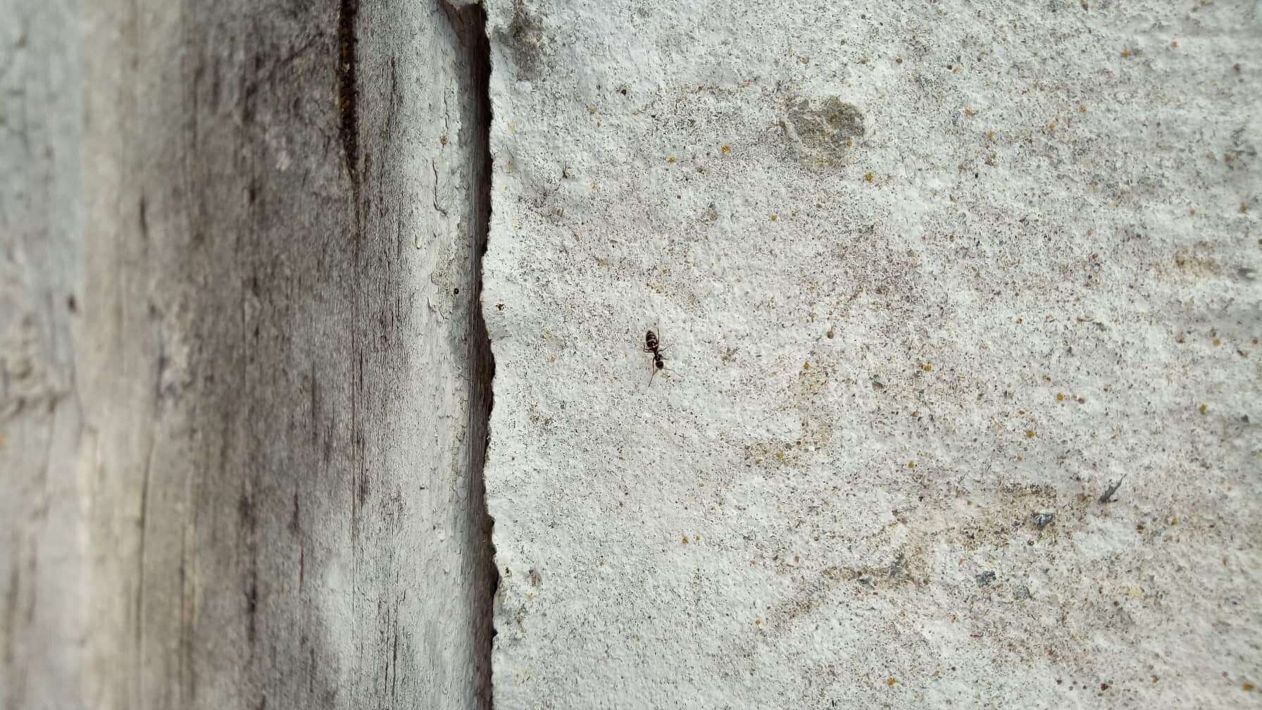 Image of Ant