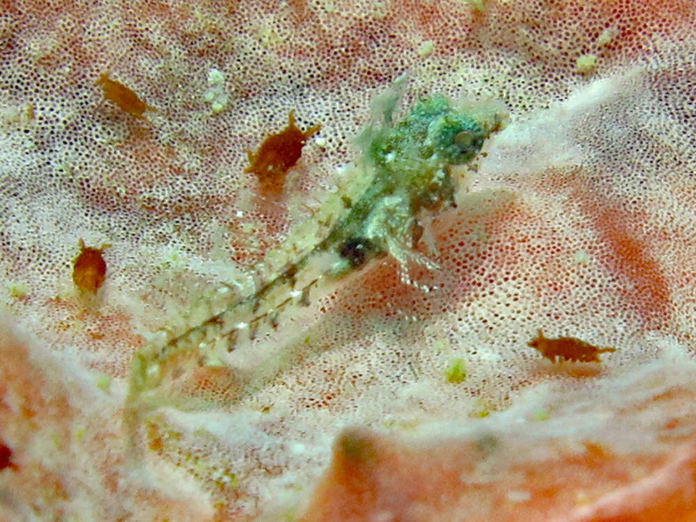 Image of High Hat Triplefin