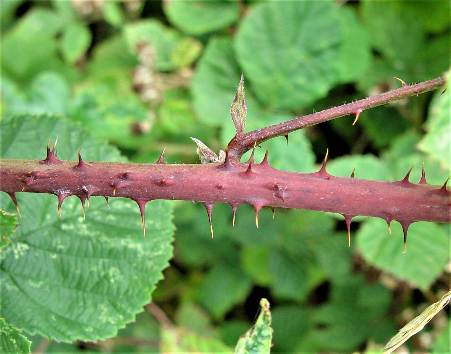 Plancia ëd Rubus warrenii Sudre