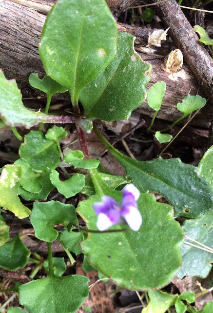 Image of Ivy-leaved Violet