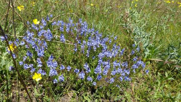 Image of Veronica orientalis Mill.