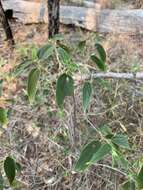 Image of peach-leaved poison bush