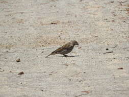 Image of Cassin's Finch