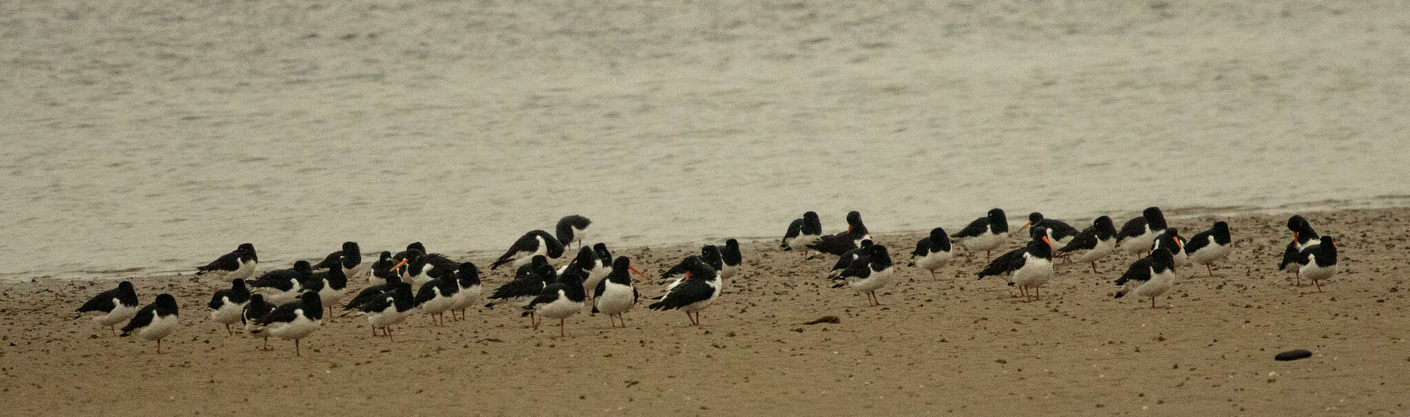 Image of Haematopus ostralegus ostralegus Linnaeus 1758