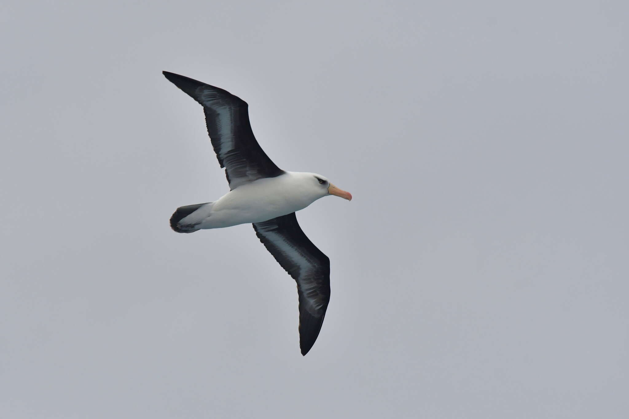 صورة Thalassarche melanophris impavida