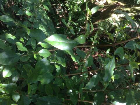 Image of Coprosma tenuifolia Cheeseman