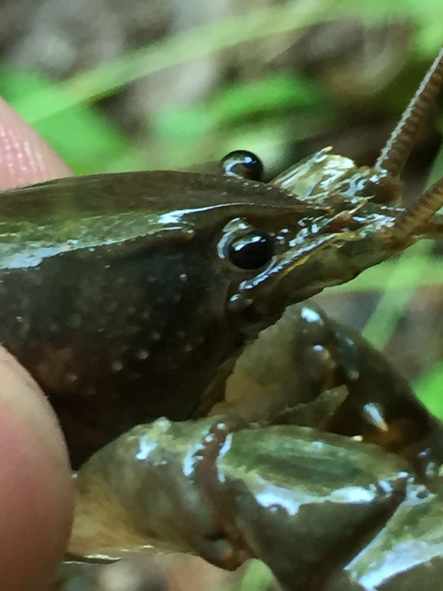 Image of Cambarus chaugaensis Prins & Hobbs 1972