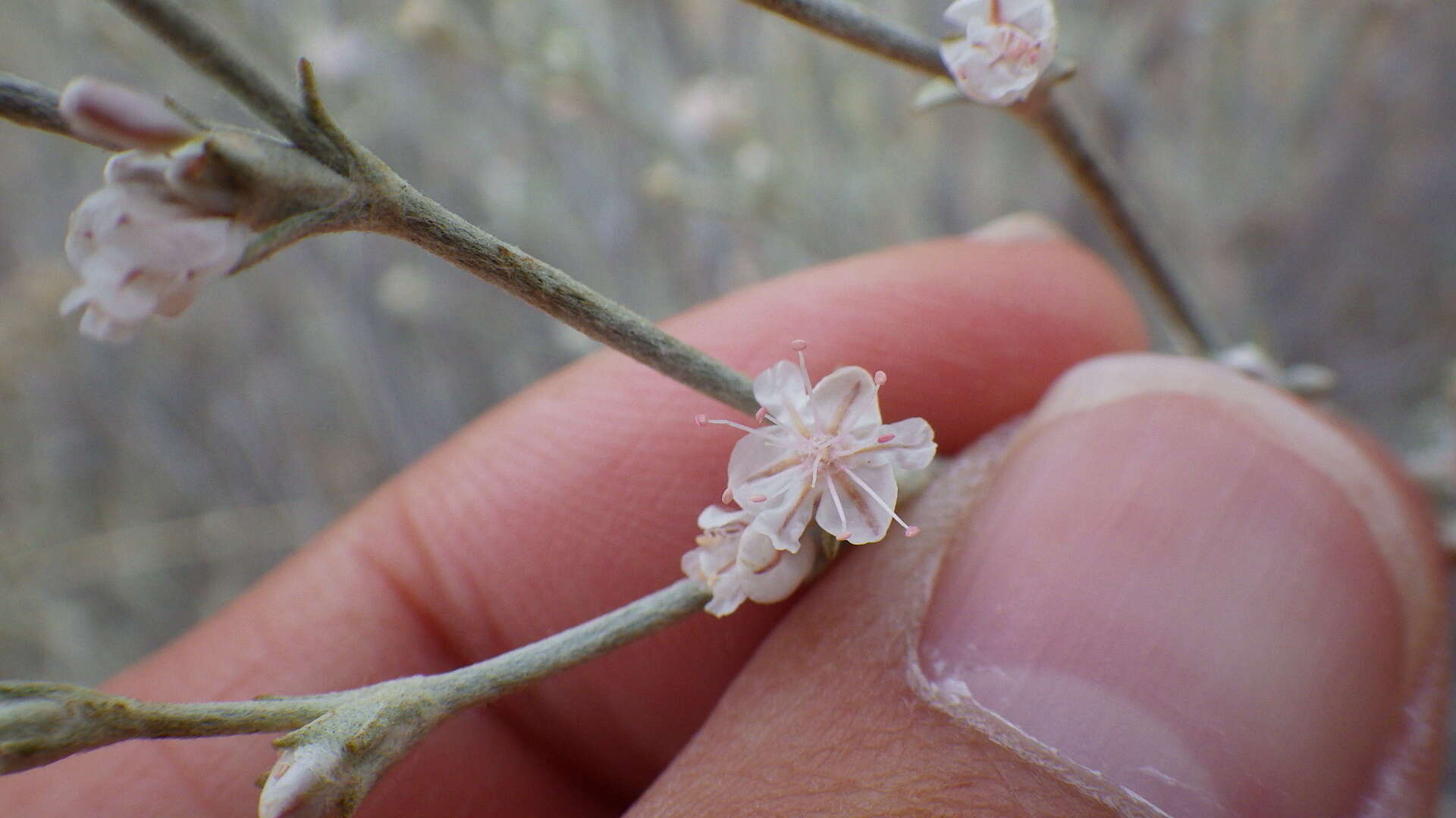 Imagem de Eriogonum niveum Dougl. ex Benth.