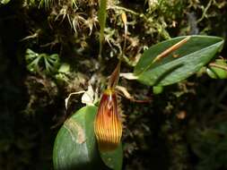 Image of Hairy tongued Restrepia