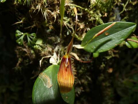 Image of Hairy tongued Restrepia