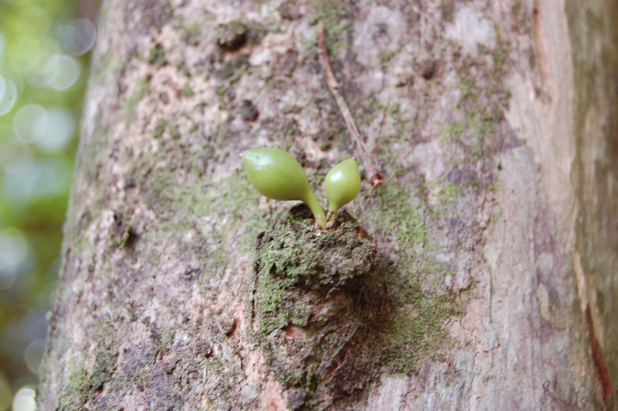 Image of common calabash tree
