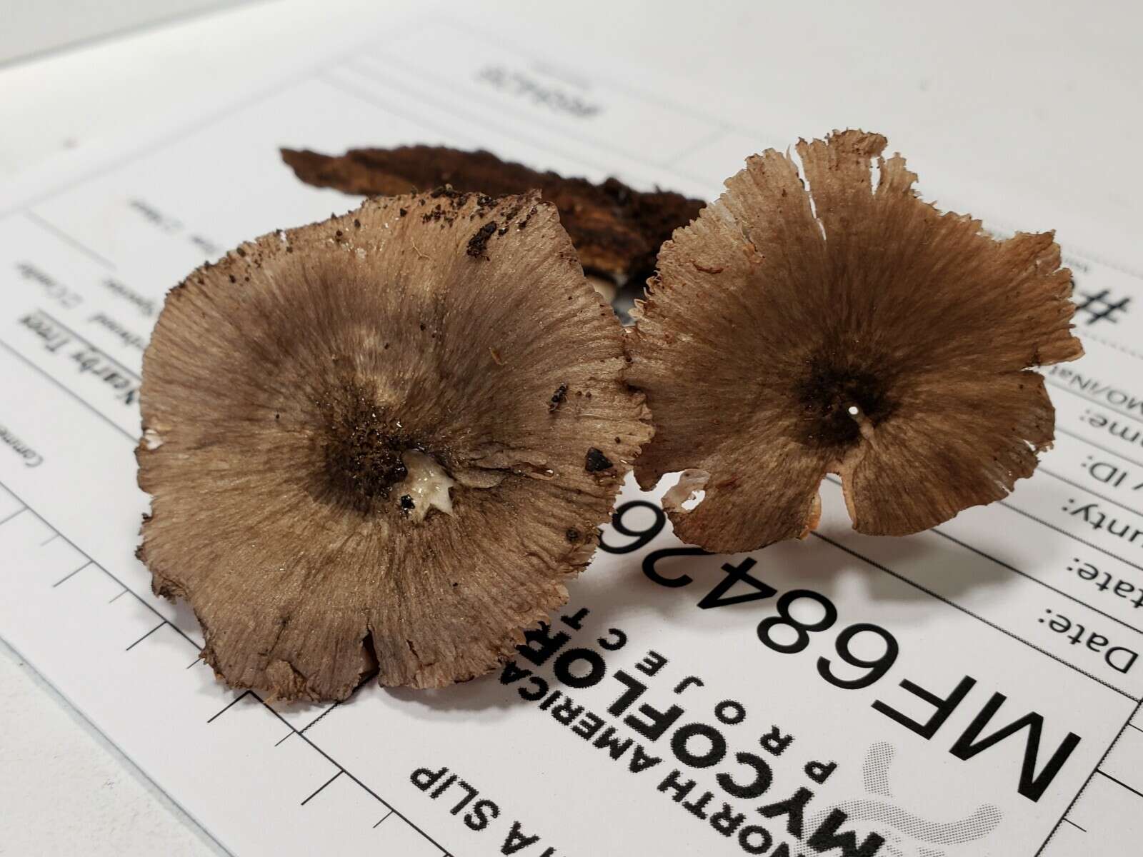 Image of Pluteus septocystidiatus Ševcíková, Antonín & Borovicka 2014