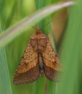 Image of bordered sallow