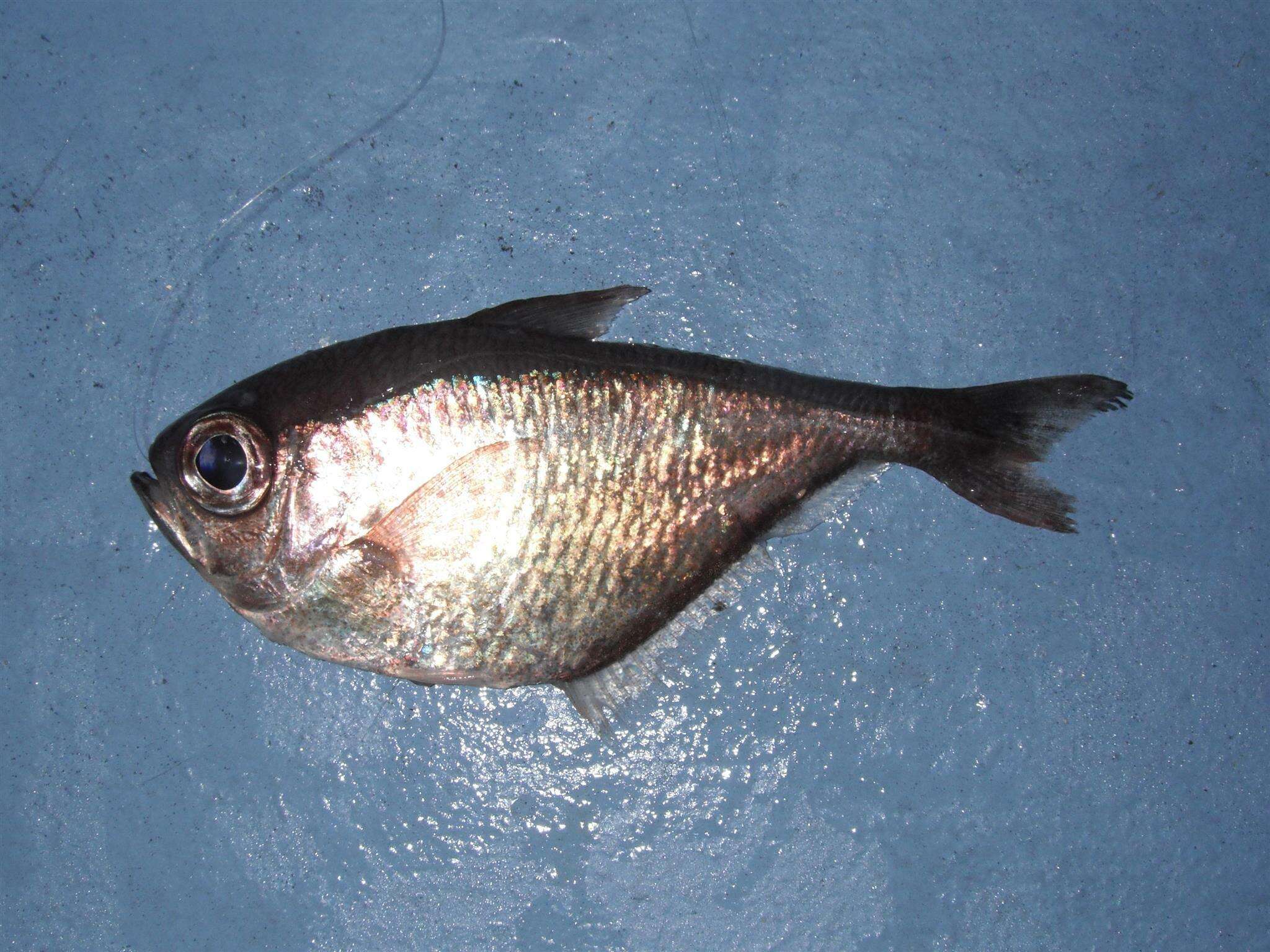 Image of Copper sweeper