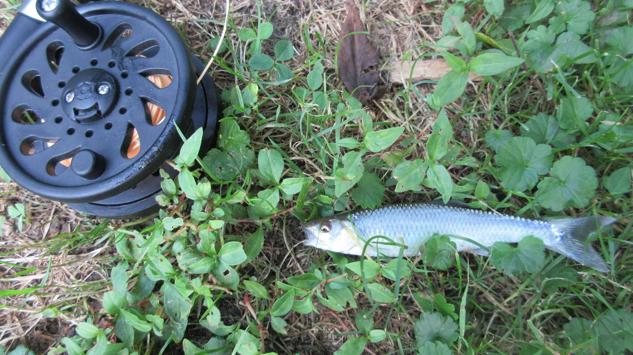 Image of Whitetail Shiner