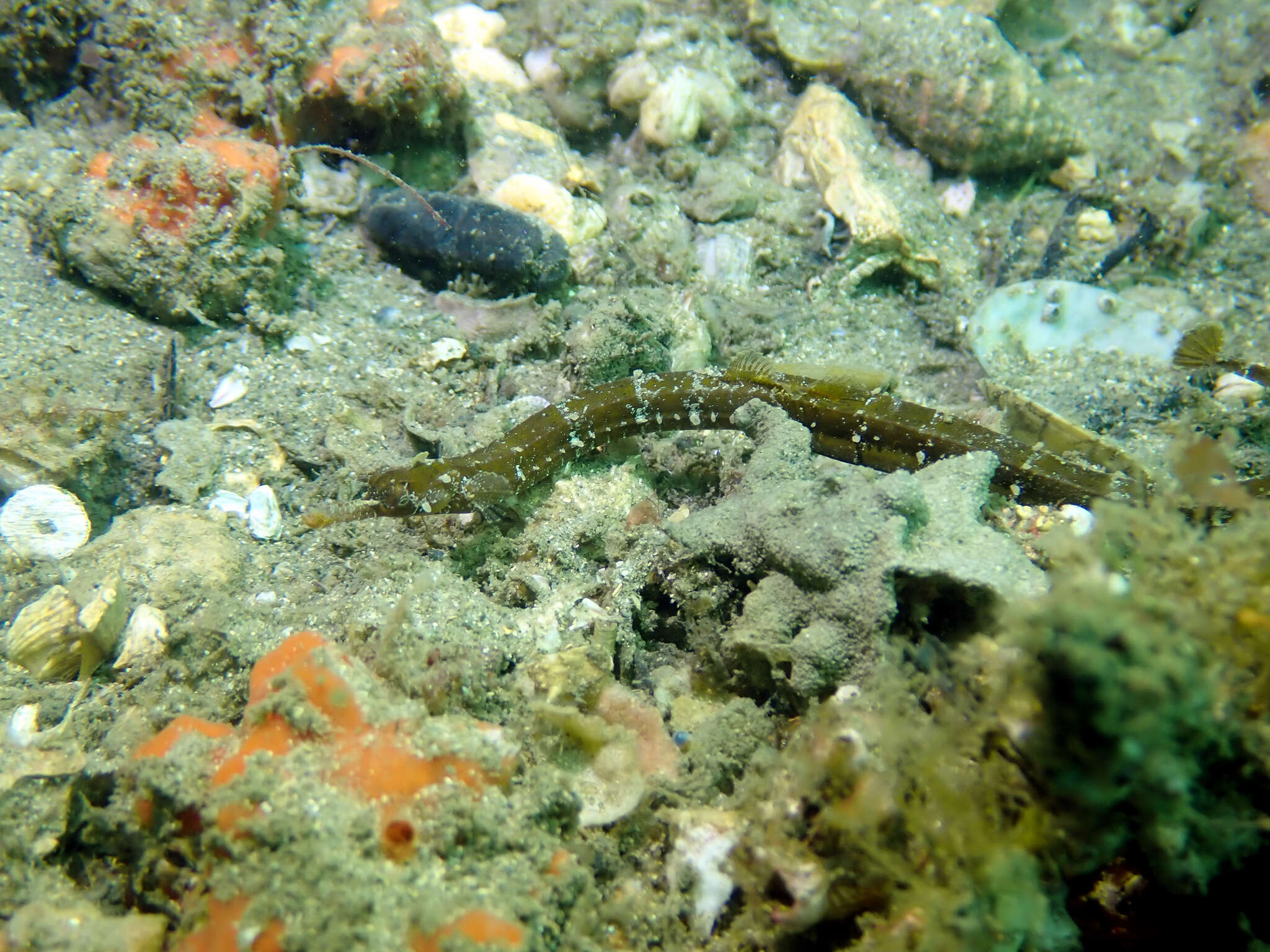 Image of Girdled pipefish