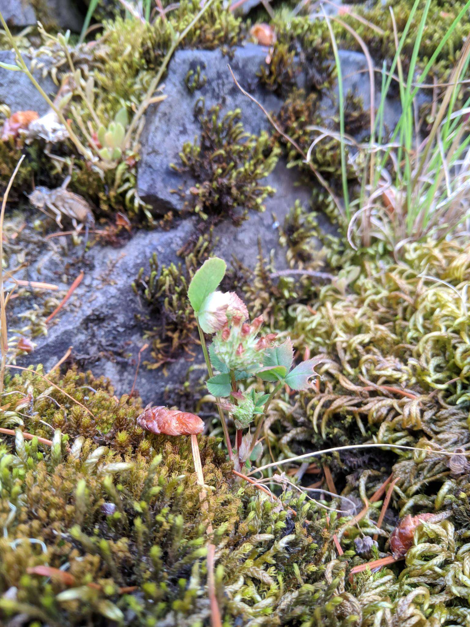 Image of cup clover