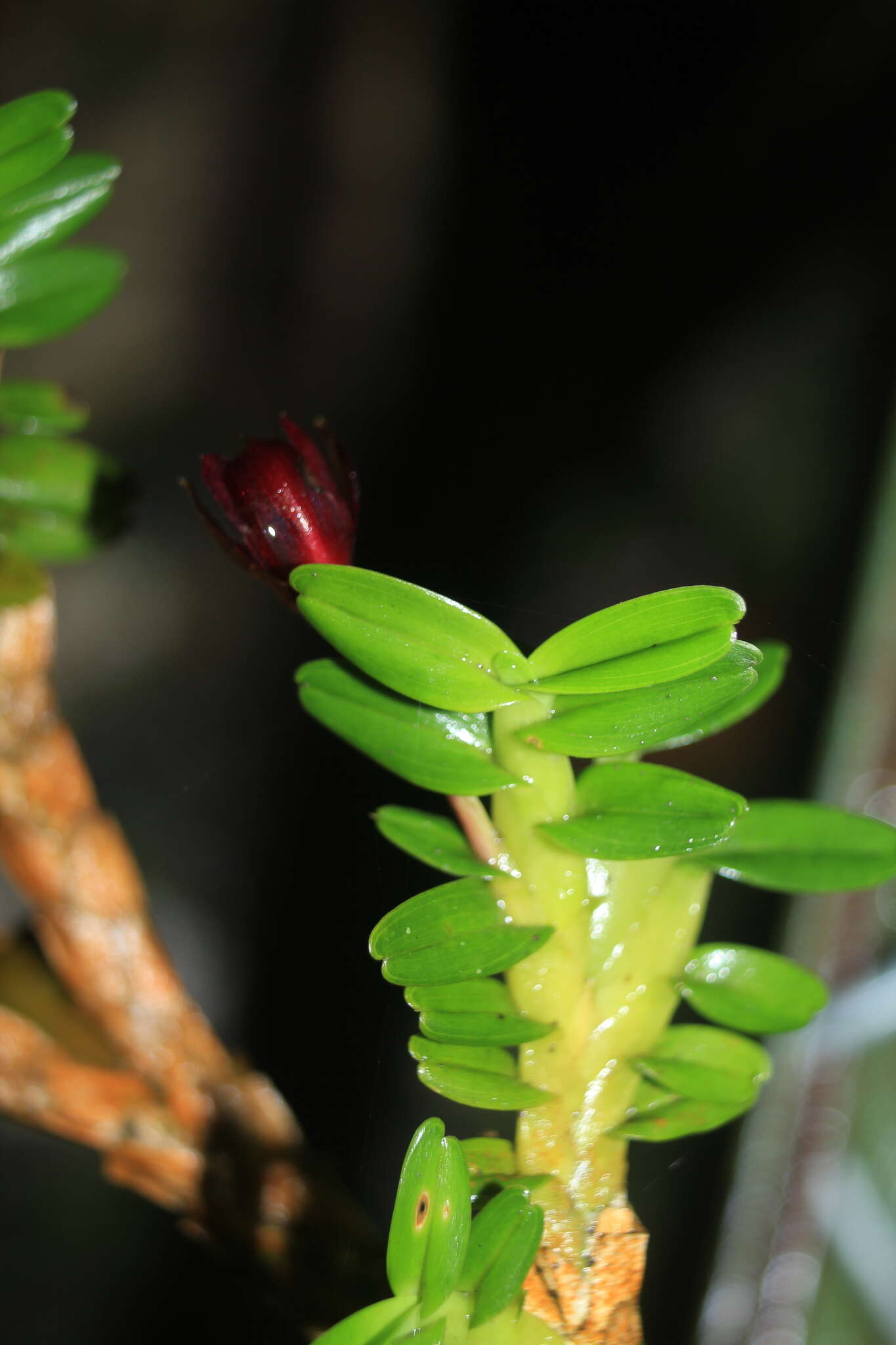 Image of Maxillaria dichaeoides D. E. Benn. & Christenson