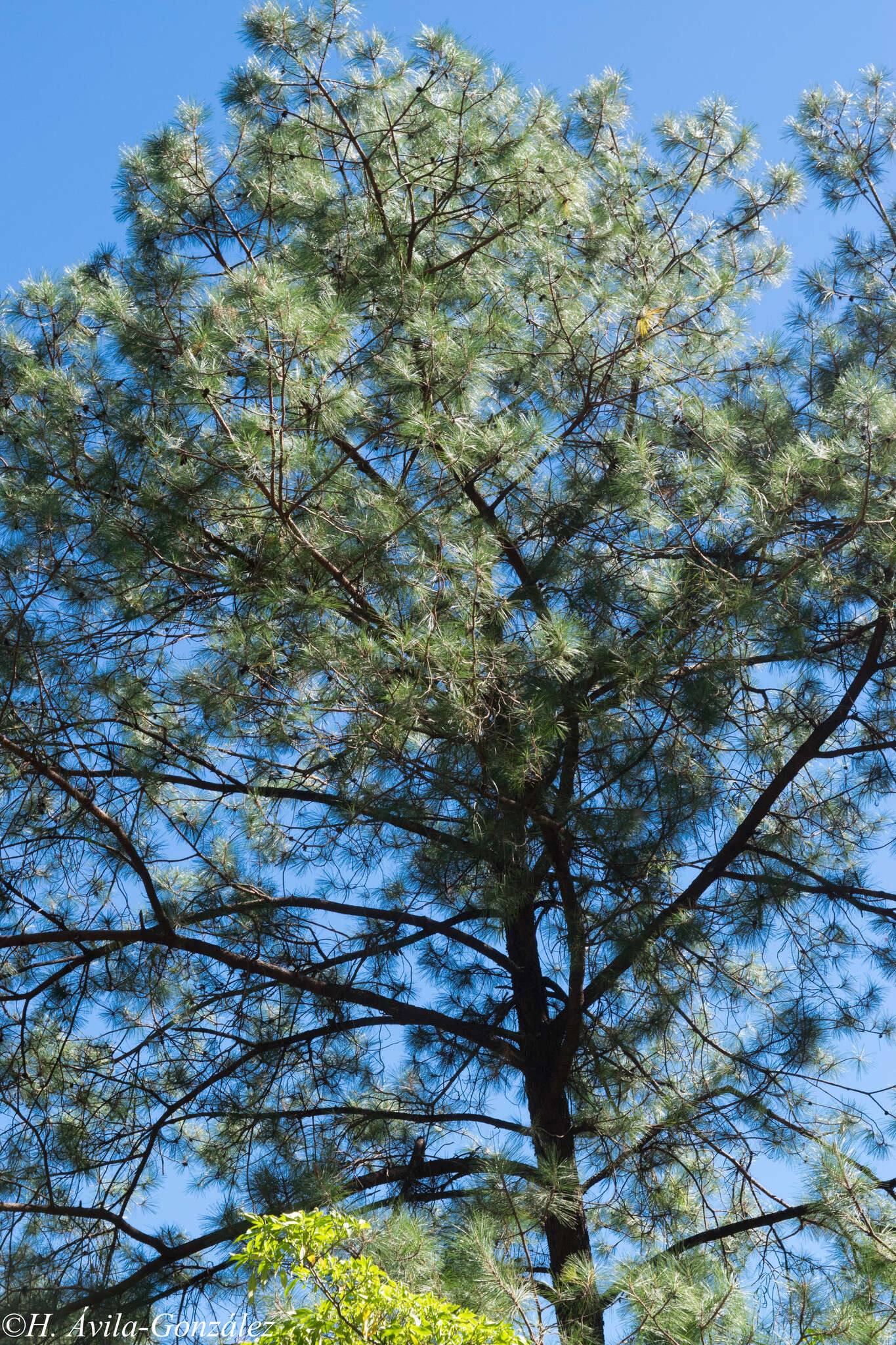 Image of Thin-leaf Pine