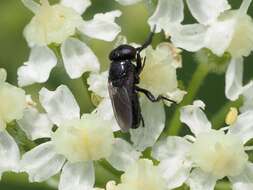 Image of Litophasia hyalipennis (Fallen 1815)