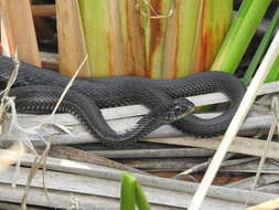 Image of Thamnophis eques obscurus Conant 2003