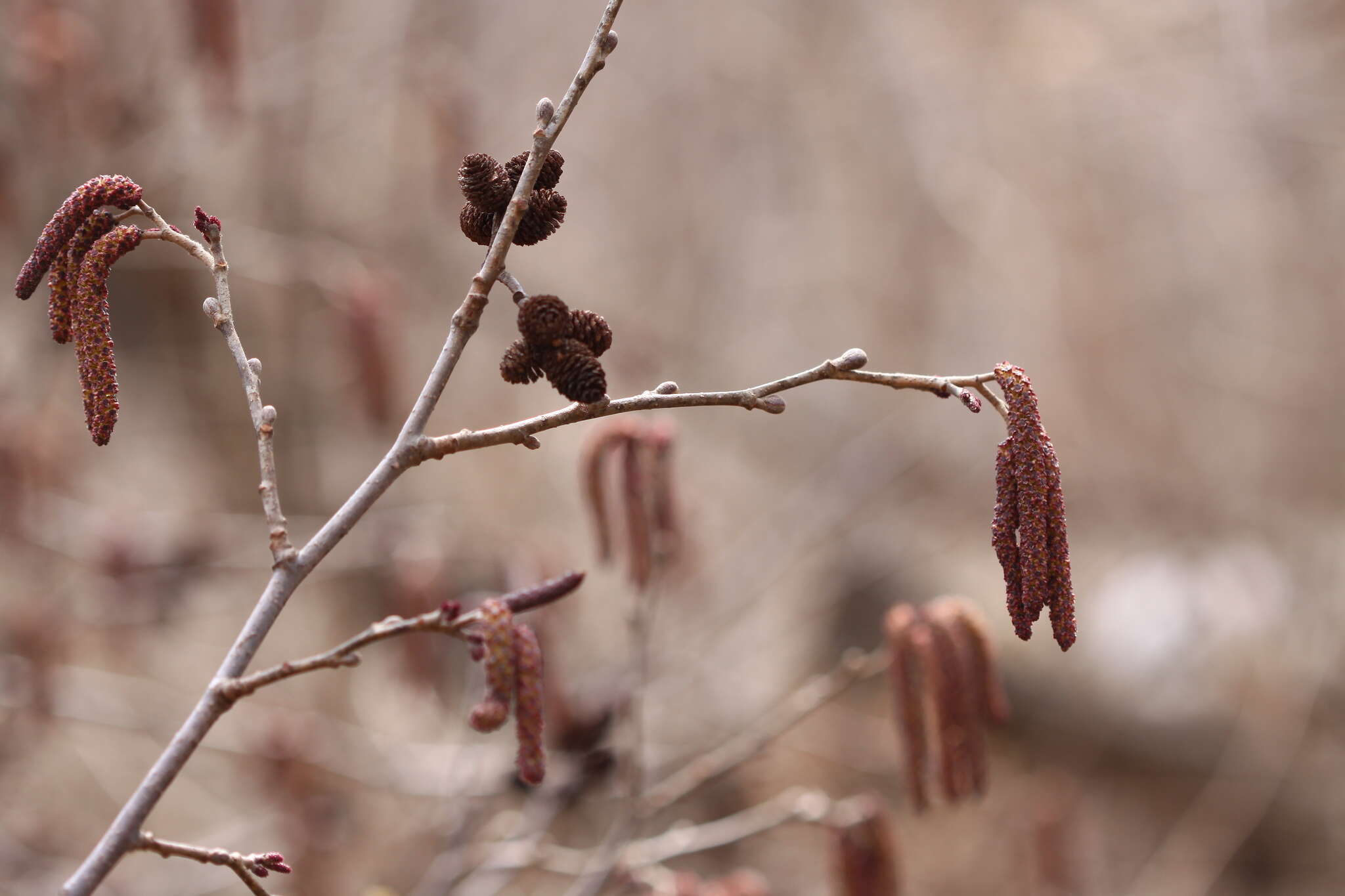 Image of Alnus hirsuta (Spach) Rupr.