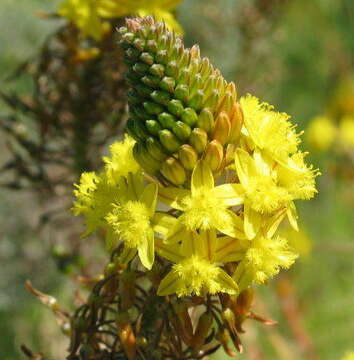 Image of Bulbine lagopus (Thunb.) N. E. Br.