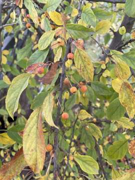 Image of Japanese Crabapple