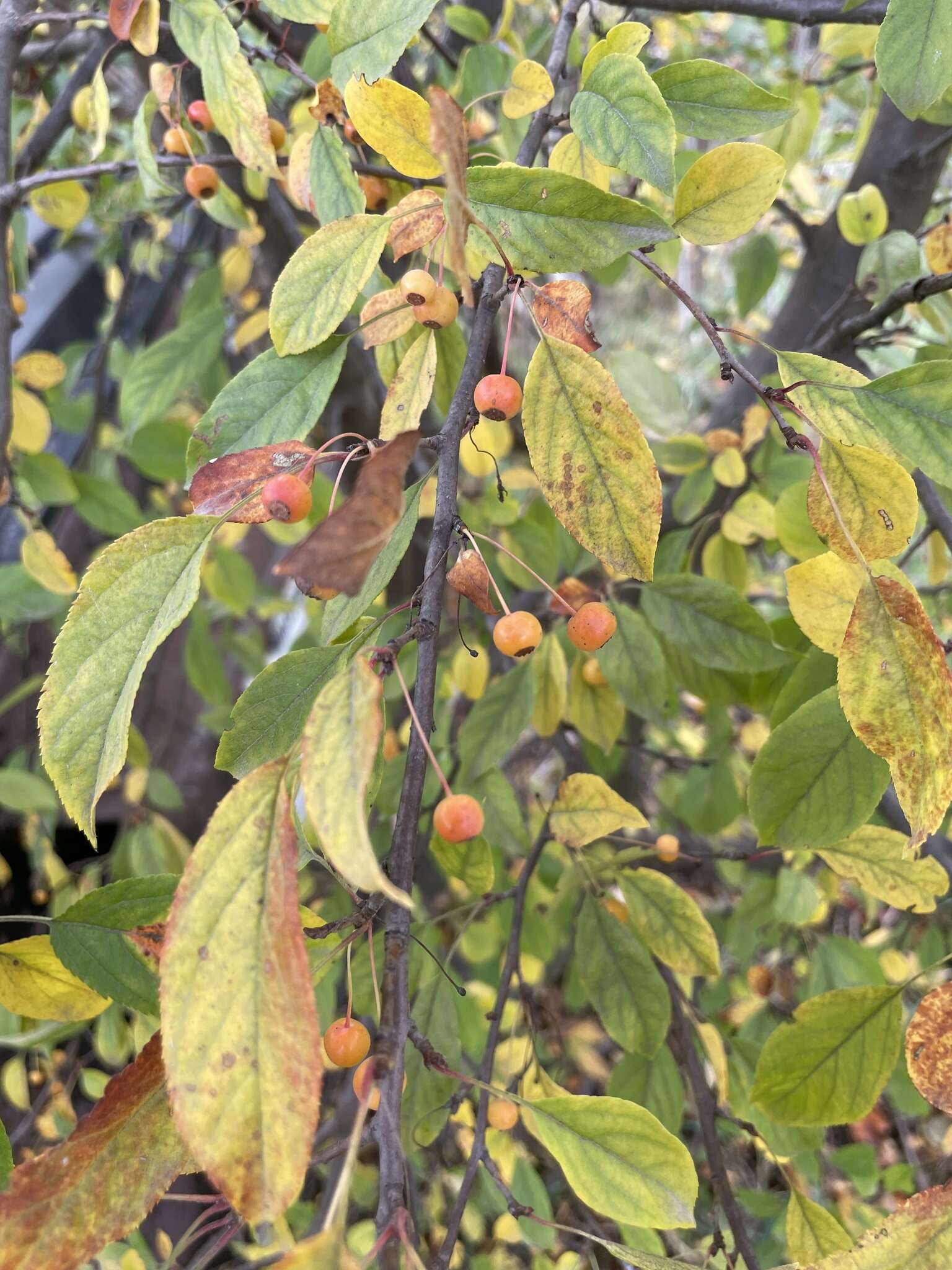 Plancia ëd Malus sieboldii subsp. sieboldii