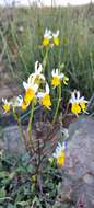 Image de Nemesia macroceras Schltr.