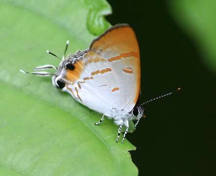 Image of Hypolycaena thecloides (Felder 1860)