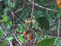 Image of Cyclophyllum multiflorum S. T. Reynolds & R. J. F. Hend.