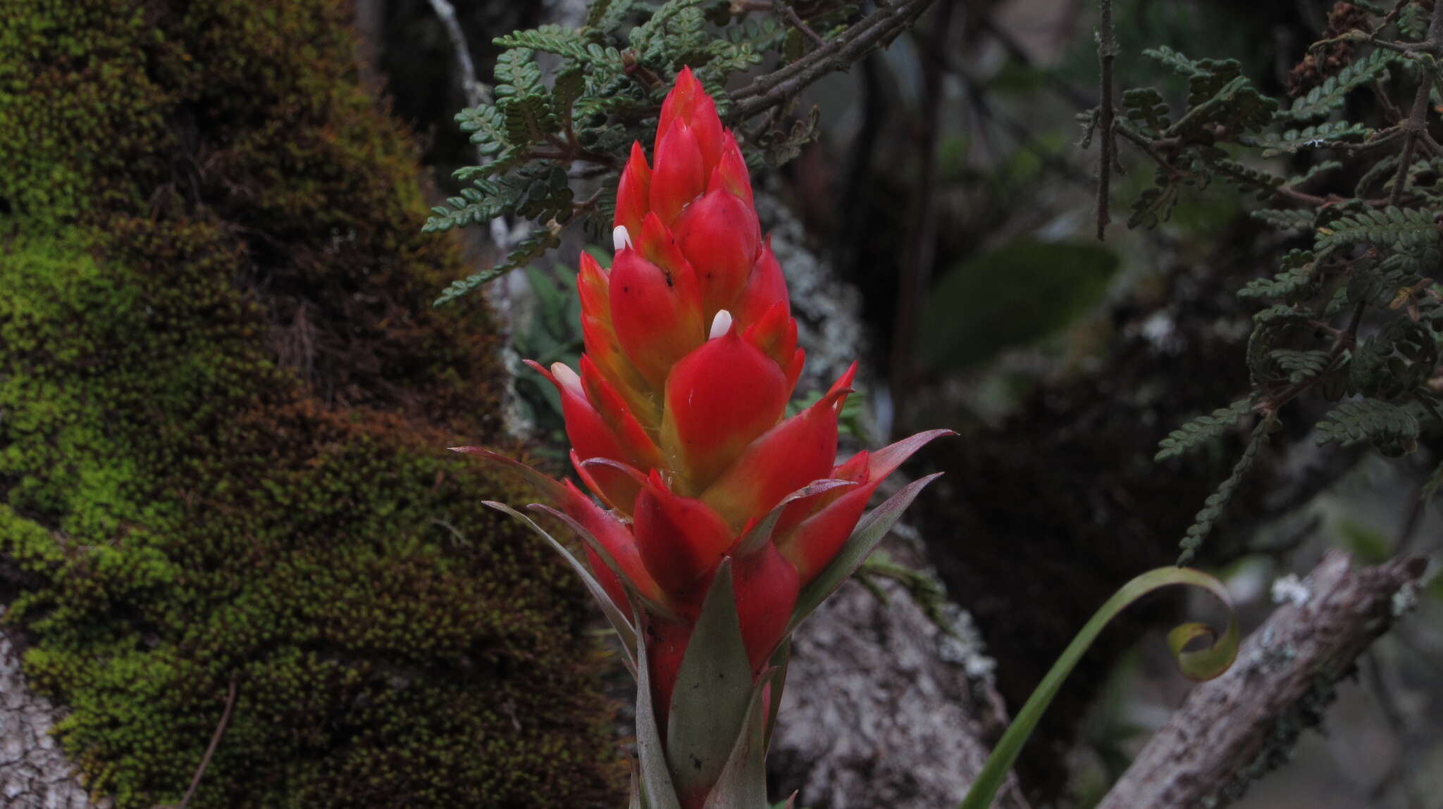 Tillandsia turneri Baker resmi