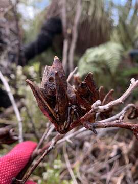 Image of Hakea amplexicaulis R. Br.