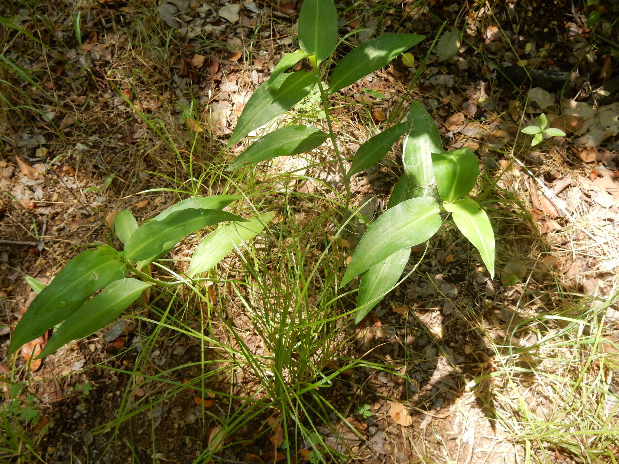 Image of whitemouth dayflower