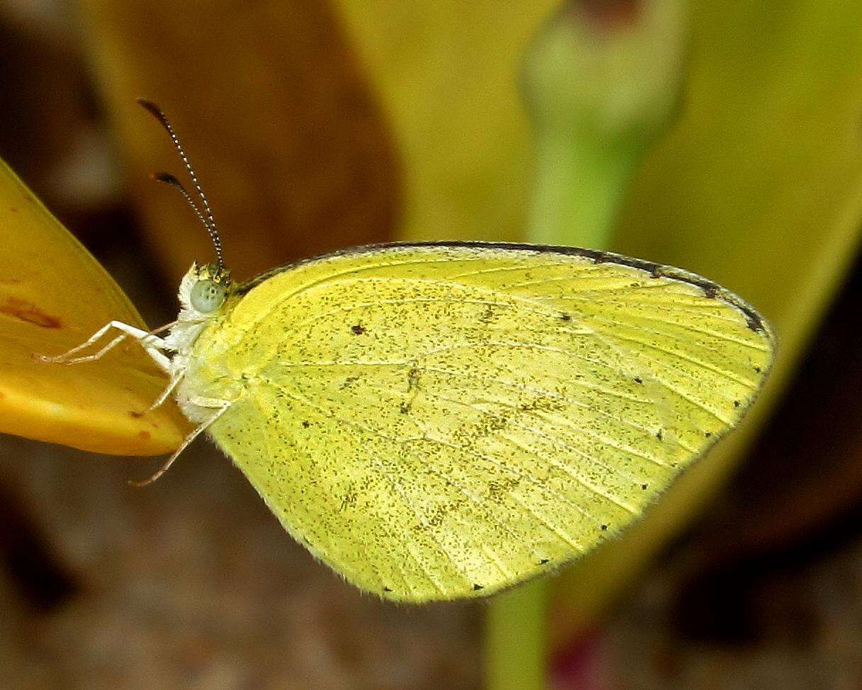 Слика од <i>Eurema <i>brigitta</i></i> brigitta