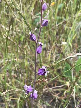 Image of most beautiful jewelflower