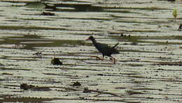 Image de Poule sultane d'Allen