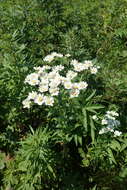 Achillea ptarmica subsp. macrocephala (Rupr.) Heimerl resmi