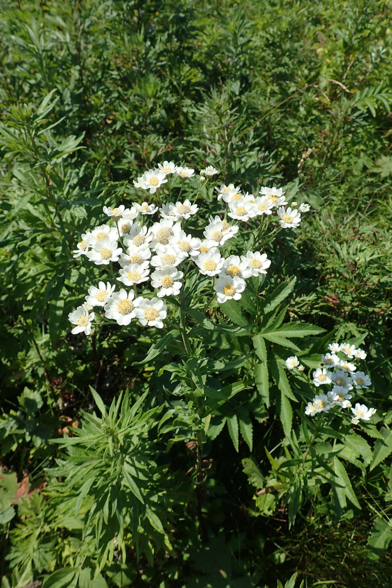 Sivun Achillea ptarmica subsp. macrocephala (Rupr.) Heimerl kuva